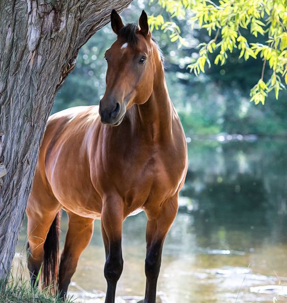 عکس اسب وحشی در طبیعت زیبا