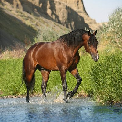 عکس اسب وحشی زیبا در طبیعت بکر