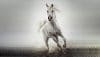 عکس اسب سفید زیبا برای پروفایل جدید و با کیفیت