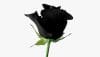 زیباترین مجموعه عکس گل رز مشکی بسیار خاص، برای پروفایل