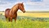 شعر در مورد اسب ؛ اشعار، جملات و متن های زیبا درباره اسب