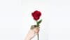 عکس گل سرخ زیبا و عاشقانه برای پروفایل