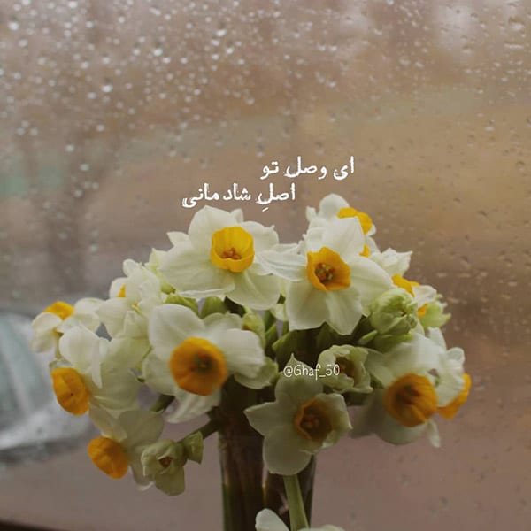 شعر گل نرگس در مورد امام زمان