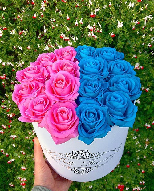 گل عشق آبی و صورتی