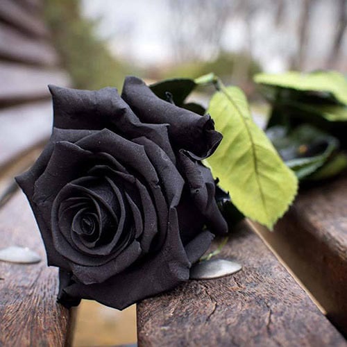 عکس گل رز سیاه عاشقانه
