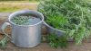 طرز تهیه دمنوش درمنه (آرتمیس) و خواص آن در درمان بیماری‌ها