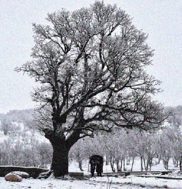 عکس طبیعت زمستانی یاسوج
