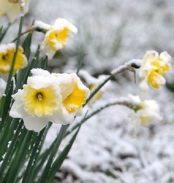 عکس گل نرگس در برف