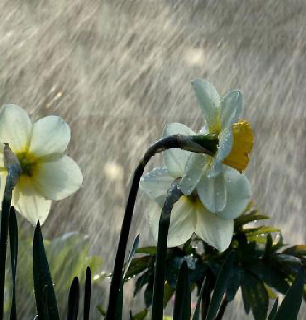 عکس گل نرگس در باران