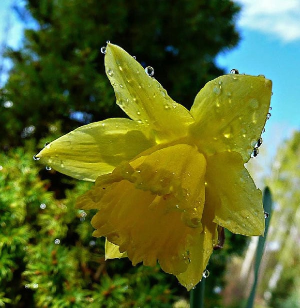 عکس گل نرگس نم زده باران