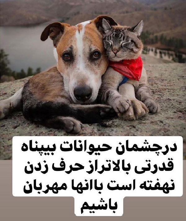 متن در مورد حیوانات پی پناه و مهربانی با حیوان